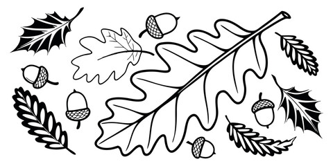 A collection of various types of leaves and acorns scattered around an oak leaf © freelancemoment