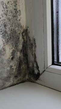 windowsill in corner and window are covered in mix of black mildew and mold spots, direct result of condensation. glass is covered with moisture, pattern of droplets on surface. damp room. vertical
