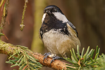 Tannenmeise im Baum © Micha Trillhaase