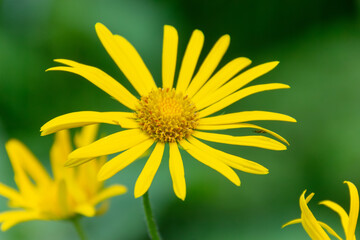 Gros plan de fleurs jaunes sauvages de doronicum (doroniques) au printemps, nature lumineuse