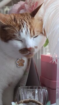Ginger and white cat. Hid its face in a white ostrich feather. Turning its head toward the camera. Vertical video.