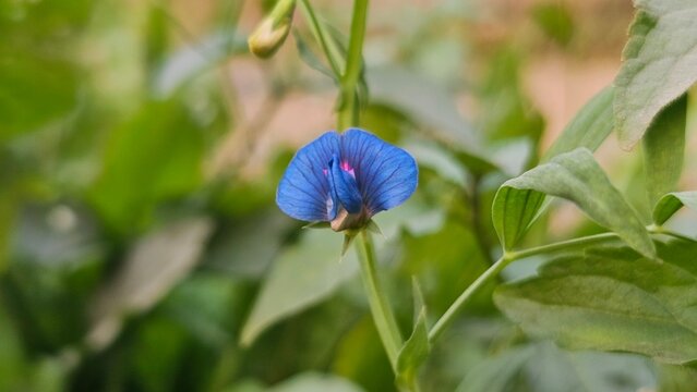 Close-up Blue Indian Pea Flower Lathyrus Sativus Grass Pea Bloom Stock Photo.
