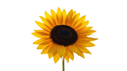 Obraz premium A vibrant, large sunflower with bright yellow petals and a dark center stands tall against a crisp white background, symbolizing warmth and happiness