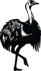 Obraz premium Silhouette of a large ostrich bird standing in profile view vector design