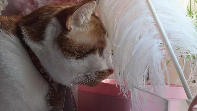 Ginger and white cat. Staring intently through a white vibrant feather. Close-up of the cats head in profile.