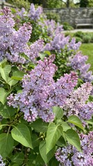 Obraz premium Lilac flowers blooming in garden during spring season 
