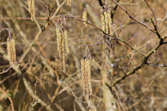 Bl&uuml;hende Erlenzweige im Sp&auml;twinter 