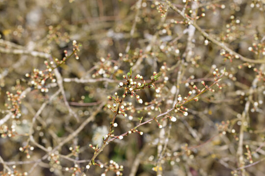 Schlehdornzweige ( Prunus spinosa ) im Sp&auml;twinter kurz vor dem Aufbl&uuml;hen