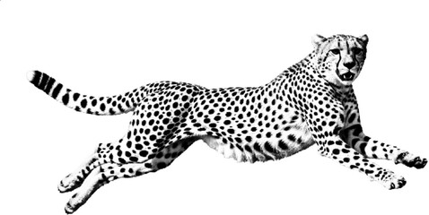 Running Cheetah Halftone Wildlife Illustration © Muhammad Abbas Iqbal