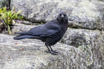 Fototapeta premium crow on a rock 