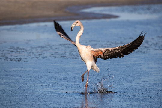 Juvenile greater flamingo (Phoenicopterus roseus) at  Wolderwijd in Zeewolde, the Netherlands
