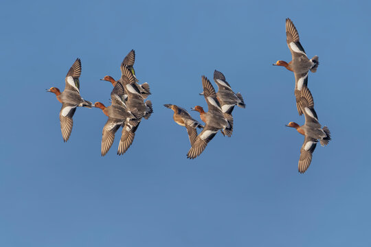 Group of Eurasian wigeon or European wigeon (Mareca penelope) in flight