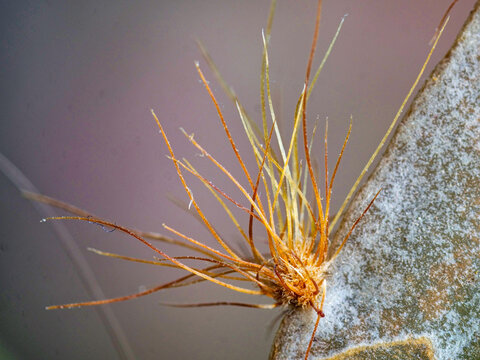 Close-up of Christmas Cactus Segment Edges Showing Hairy Areoles and Bristles - Extreme Macro of Tiny Orange Needle-Like Sprout Emerging from Textured Surface