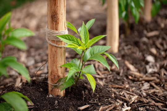 Young tree wooden stake jute twine mulch wood chip garden