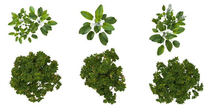 Collection of Echinodorus,brufmansia plants on transparent background from the top view