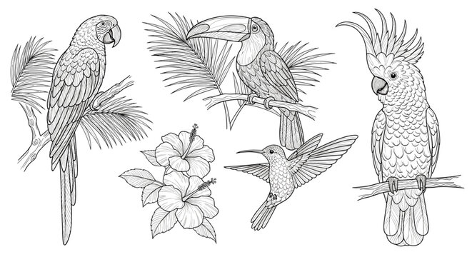Collection of exotic birds and tropical flowers in a detailed line art style