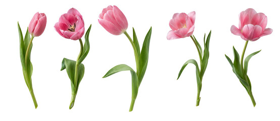 pink tulips isolated on a white background © Oleksandra