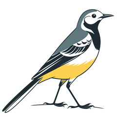 Obraz premium Wagtail Bird Illustration with Yellow Belly Vector