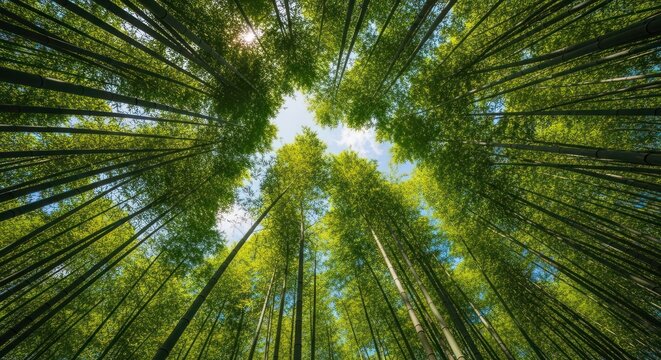 Looking upward through a dense bamboo forest canopy toward the bright sunlit sky above.