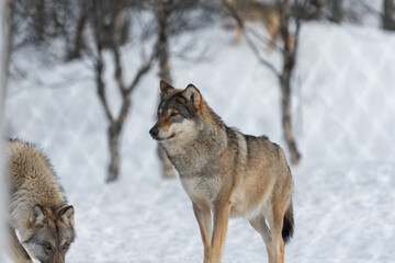 Gray wolf standing alert in snowy winter forest with another wolf nearby