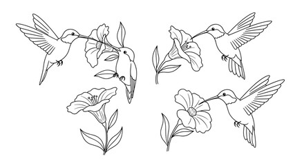 Obraz premium Delicate line art illustration of hummingbirds feeding from tropical flowers on a white background