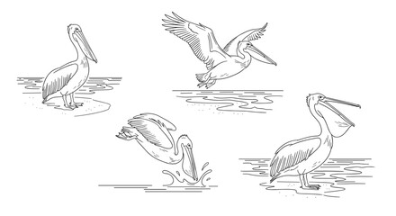 Fototapeta premium Adobe Illustrator Artwork