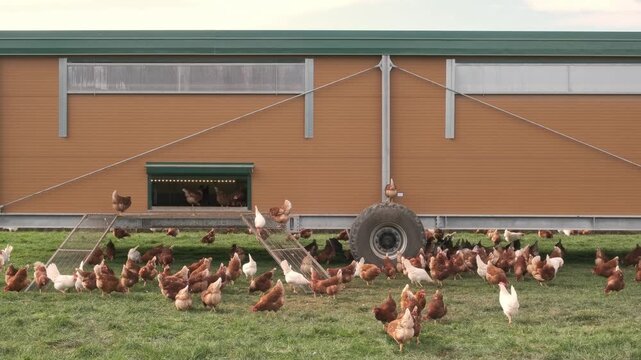 Organic Egg Farm with Mobile Chicken Coop and Free Range Chickens.