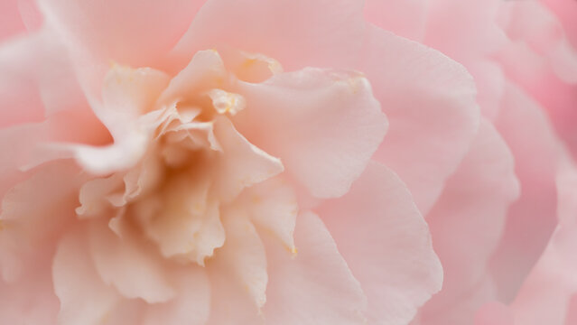 soft pink camellia flower in early spring bloom 