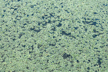 Organic pattern of floating aquatic leaves for wallpaper and interior mural design. © LaSierragPhotoGraphy