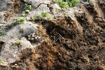 Fototapeta premium Wild mushrooms sprouting from organic manure and fertile compost in a rural garden