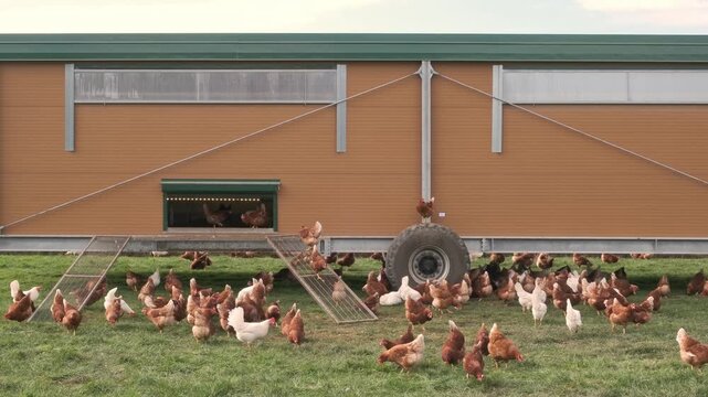 Happy free range chickens around mobile hen house on wheels in countryside.
