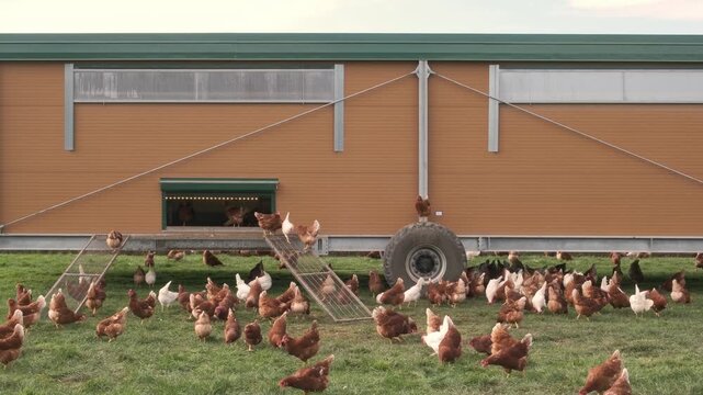 Free Range Chickens near mobile chicken coop on green pasture, organic farming.