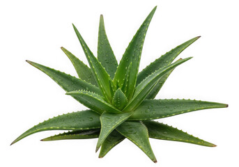 Green Aloe Vera Plant with Water Droplets isolated on a transparent background succulent