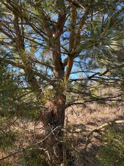 Fototapeta premium pine tree in the forest