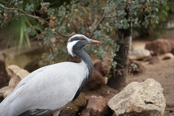 Fototapeta premium White heron standing near water