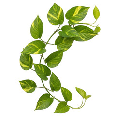 Fototapeta premium a green leafy vine with yellow spots