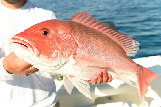 Red Snapper