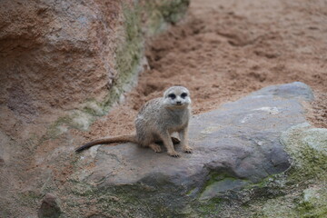 Fototapeta premium Meerkat sitting on rock