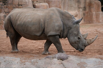 Obraz premium Rhinoceros standing in zoo habitat
