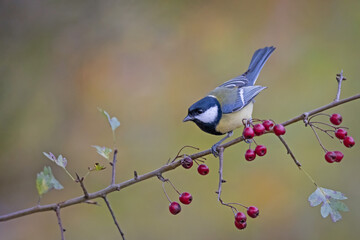 Fototapeta premium Great Tit (Parus major) perched on a hawthorn branch with red berries. Colorful garden bird in autumn forest looking for food.