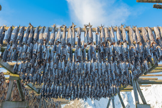 Stockfish drying on wooden racks in Lofoten, Norway under blue sky