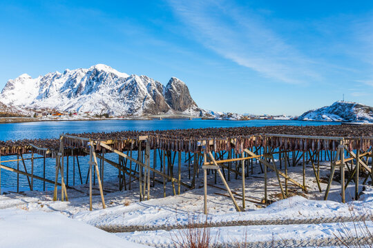 Stockfish drying racks by a fjord with snowy mountains under clear blue sky in Lofoten, Norway