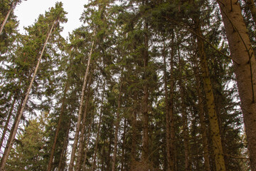 Fototapeta premium A breathtaking view from the forest floor: dark trunks of mature evergreens stretch upward, their lower branches bare. Needle-laden limbs create a lacy green ceiling against the soft, diffused sky