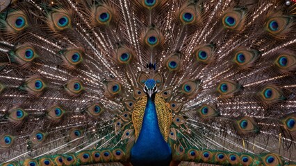 Obraz premium Peacock displaying tail feathers positioned center frame facing directly camera spread fan-like manner showcas