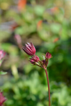 Red masterwort flower - Latin name -  Astrantia major Astra Red