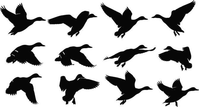Wild Duck Flying Silhouette Vector Set, Mallard Ducks in Various Flight Poses, Waterfowl Bird Collection, Hunting Season Graphic Design Elements
