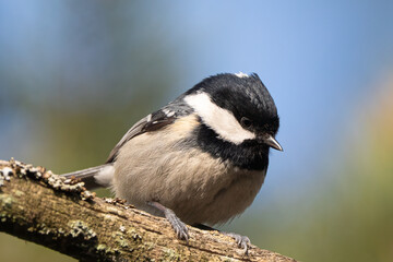 Coal tit © Marko