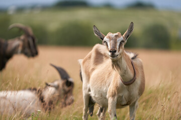 Fototapeta premium A herd of goats in a picturesque summer meadow. A portrait of a goat wearing a collar is in the foreground, while the background is blurred.
