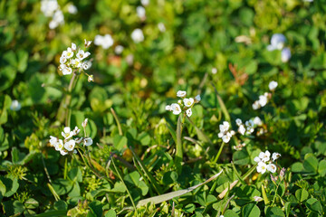 Inflorescence of the herbaceous plant Shepherd's purse Small white flowers Greenery Spring summer flora Nature