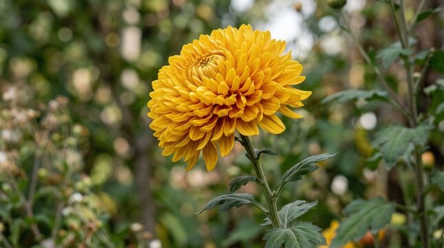 Close up of a vibrant yellow chrysanthemum flower blooming in a garden with soft bokeh background for nature's beauty concept and autumn floral display